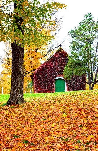 Gulin, Sylvia 아티스트의 USA-New England-Vermont old brick building covered with ivy in Fall color작품입니다.